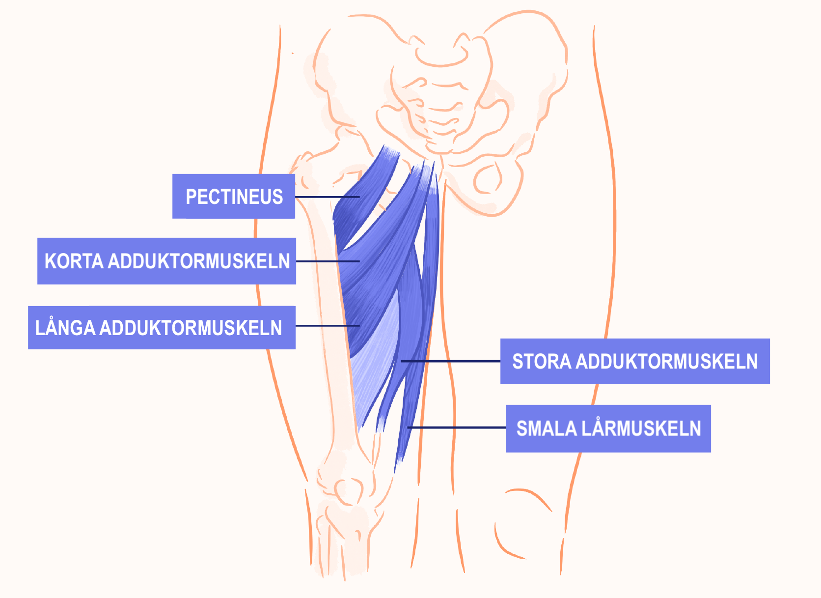 En illustration över muskelgrupperna i insida lår