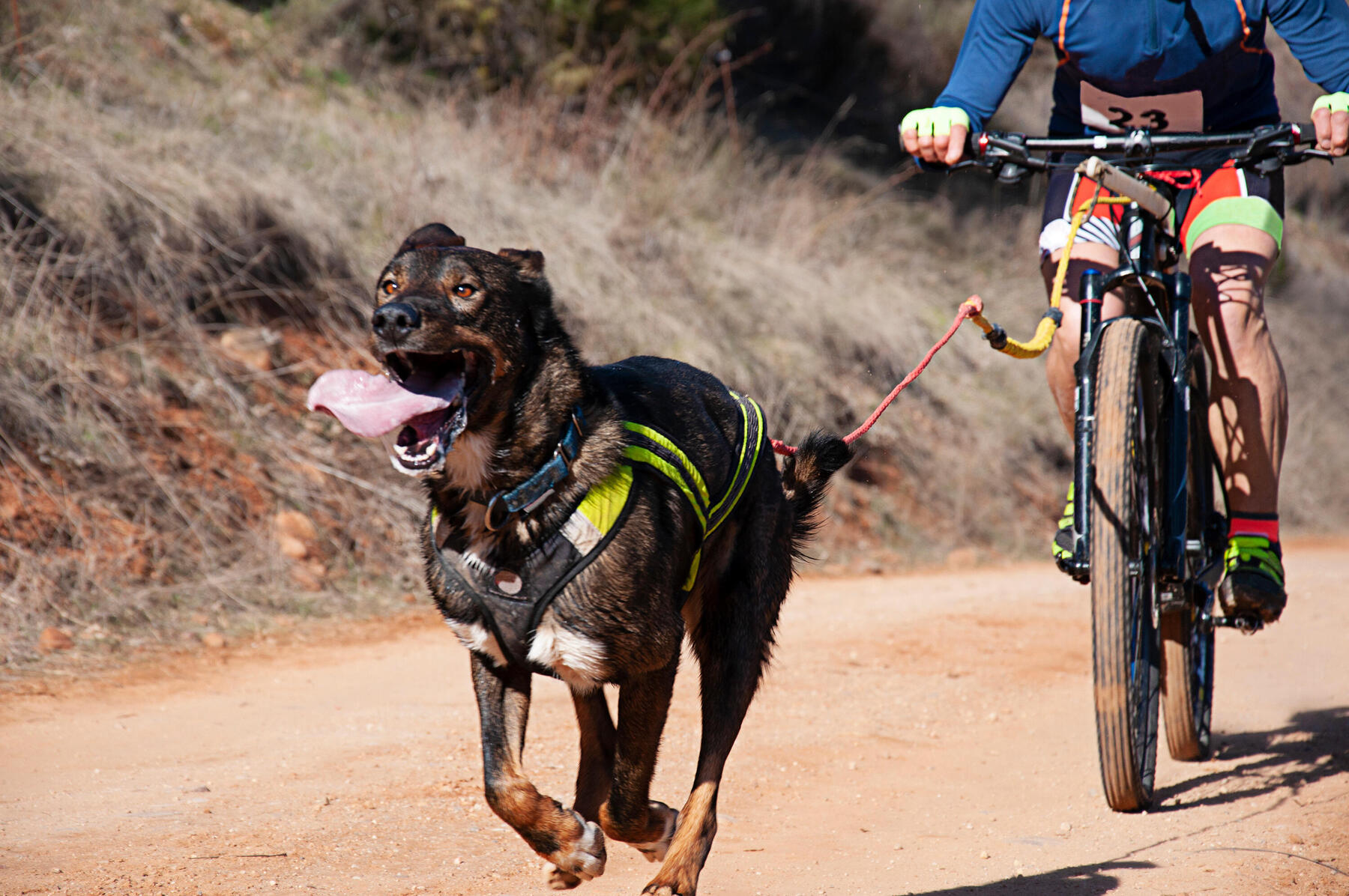 Mężczyzna trenujący z psem bikejoring