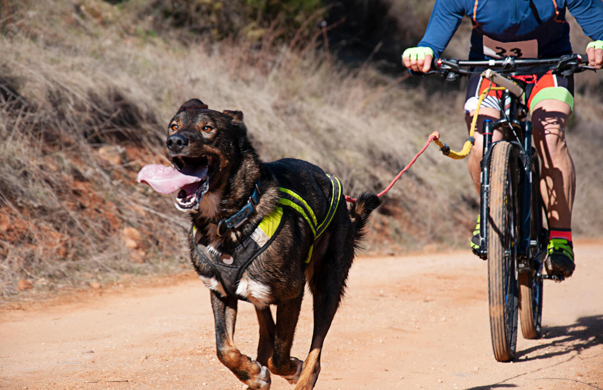COMMENT SE BALADER À VÉLO AVEC SON CHIEN ?