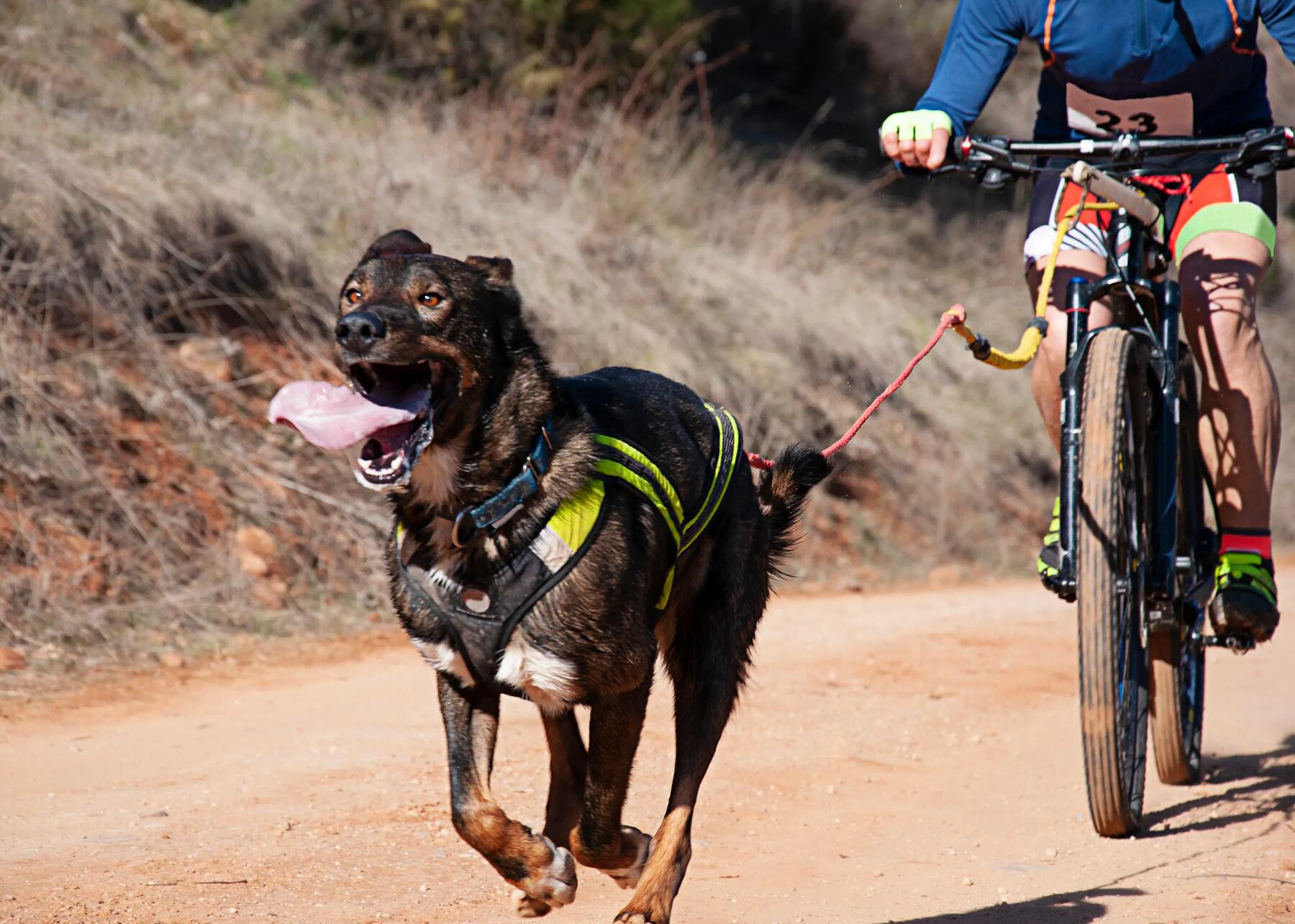 Fahrradfahren mit Hund