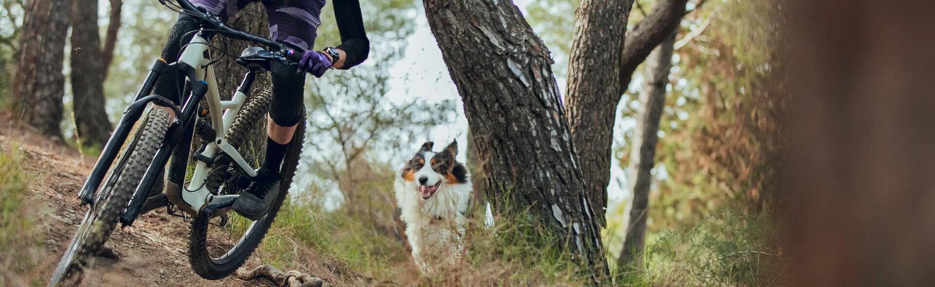 COMMENT SE BALADER À VÉLO AVEC SON CHIEN ?